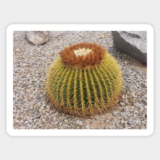 Barrel Cactus Sticker